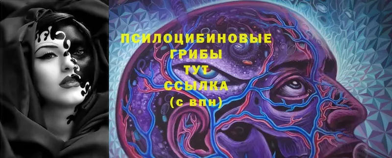 Псилоцибиновые грибы Cubensis  Курлово 